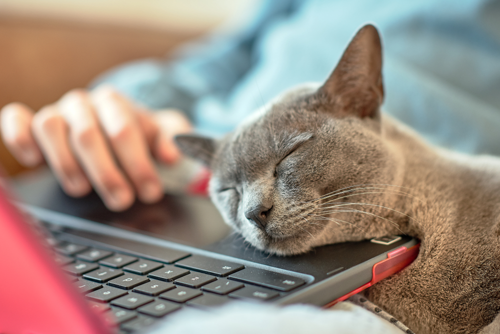 Blue British shorthaired cat asleep on laptop